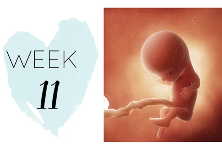 11 Weeks Pregnant Pregnancy Week by Week Symptoms OHbaby 