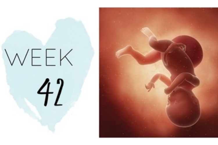 42 Weeks Pregnant | Pregnancy Week-by-Week Symptoms| OHbaby!